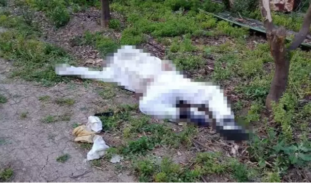 Üzerinde korumalı kıyafet vardı! Arı sokması sonucu öldü.. Gerçek ortaya çıktı